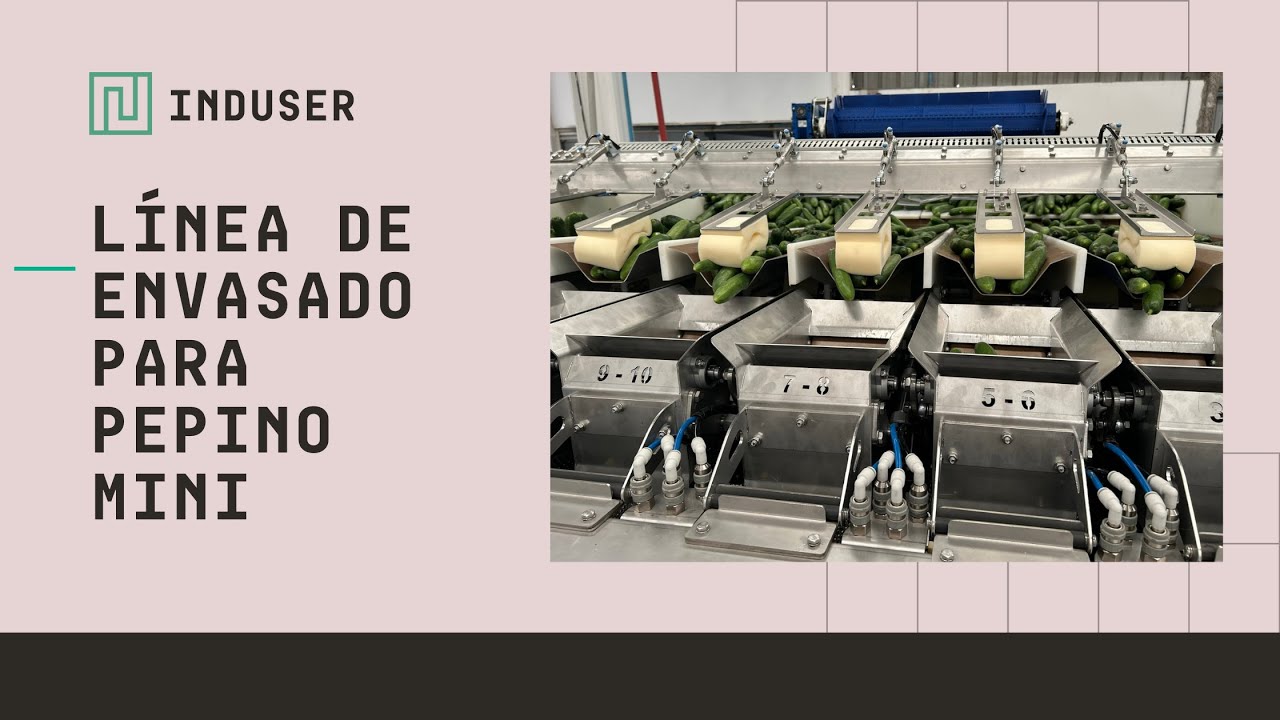 🥒 Línea de envasado para Mini Pepino | Packaging line for mini cucumber.