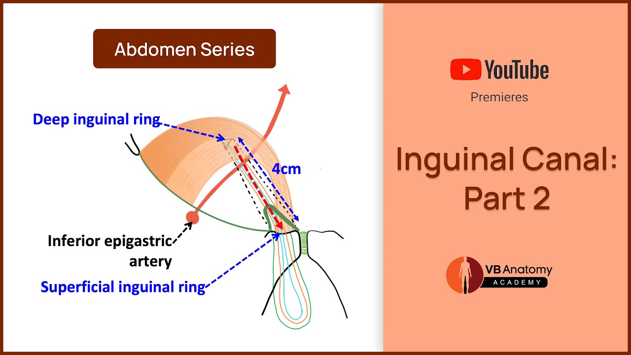 Inguinal Canal Part-2: Comprehensive Anatomy Guide | Abdomen Anatomy Series