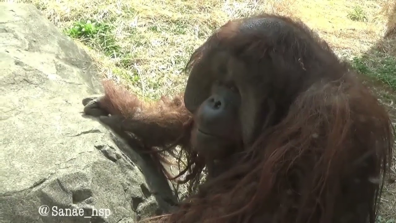 オランウータン〜クールなロビンの流し目が素敵〜　ズーラシア　🎥2026.3.18