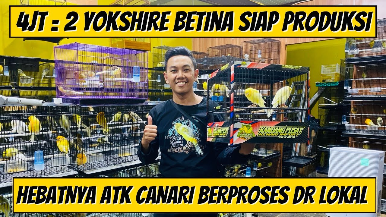 REVIEW KENARI IMPORT KANDANG PUSAT IMPORT SOLO RAYA ‼️ dapat yokhshire berkualitas