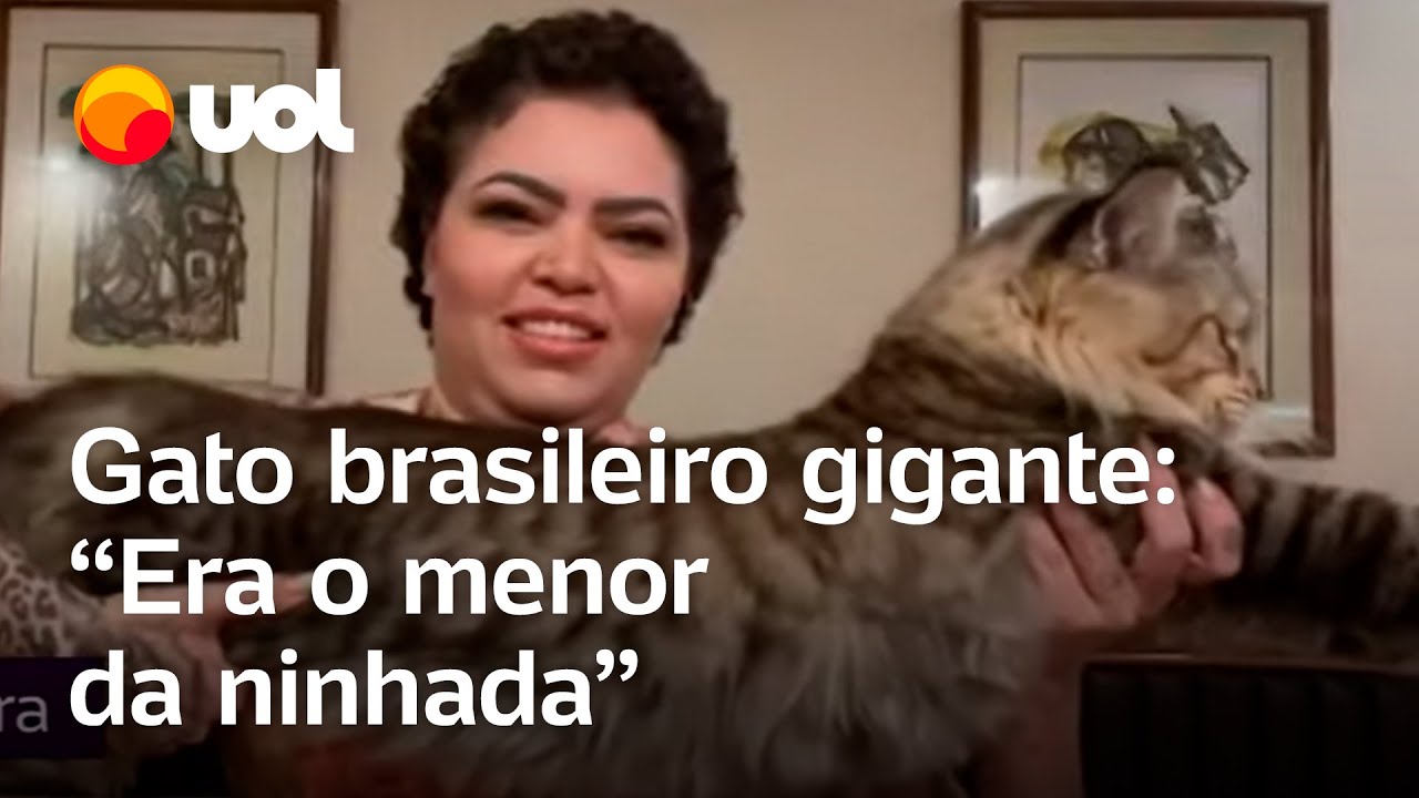 Gato brasileiro gigante: 'Ele era o menor da ninhada e nasceu com 80 gramas', diz tutora do felino