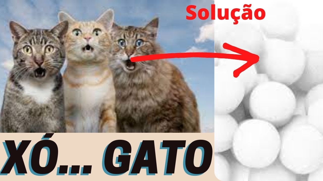 COMO ESPANTAR GATOS DO SEU QUINTAL - 4 DICAS SIMPLES PARA acabar com a Invasão dos Felinos