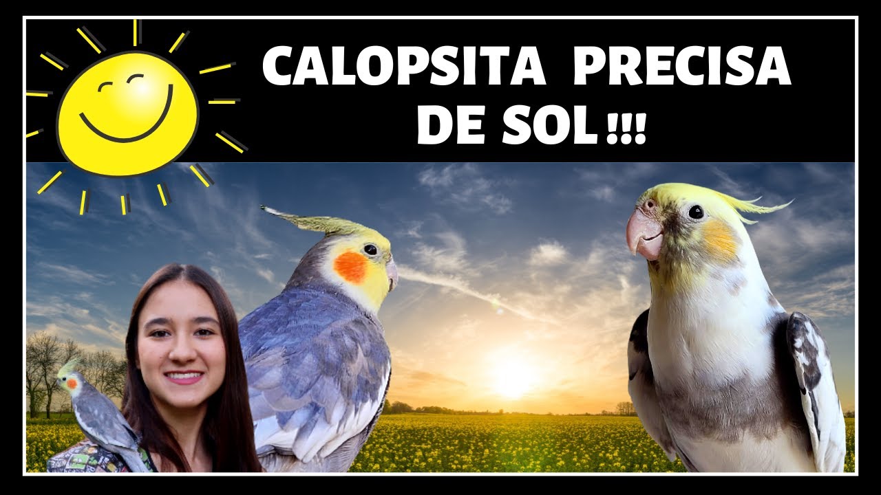 CALOPSITA PRECISA TOMAR SOL!