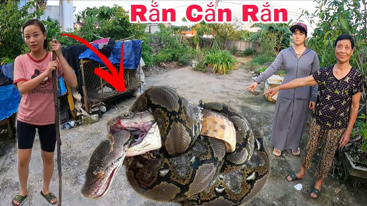 Cuộc Gọi Khẩn Cấp Của Bà Lão 80 Tuổi Phát Hiện 2 Con Rắn Hổ Mang Ẩn Lấp Trong Đống Gạch