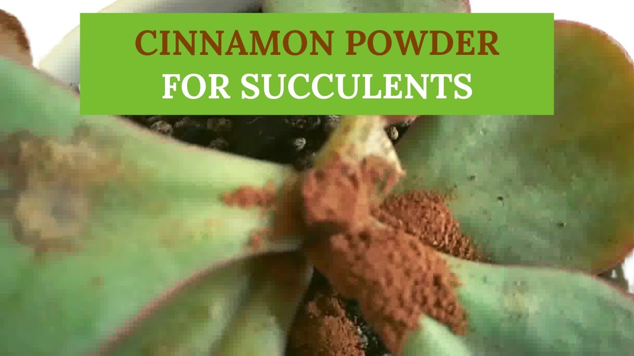 Cinnamon Powder for Succulent. Effective!