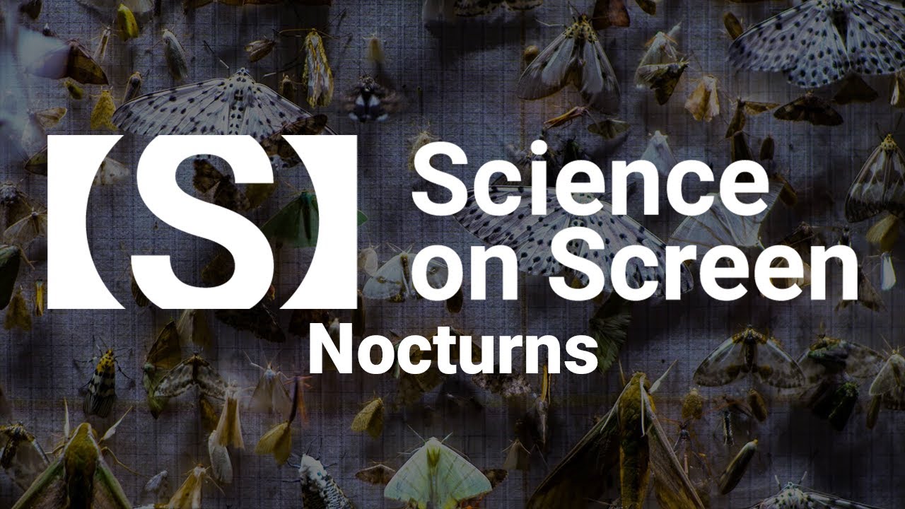 The Magical World of Moths: NOCTURNES