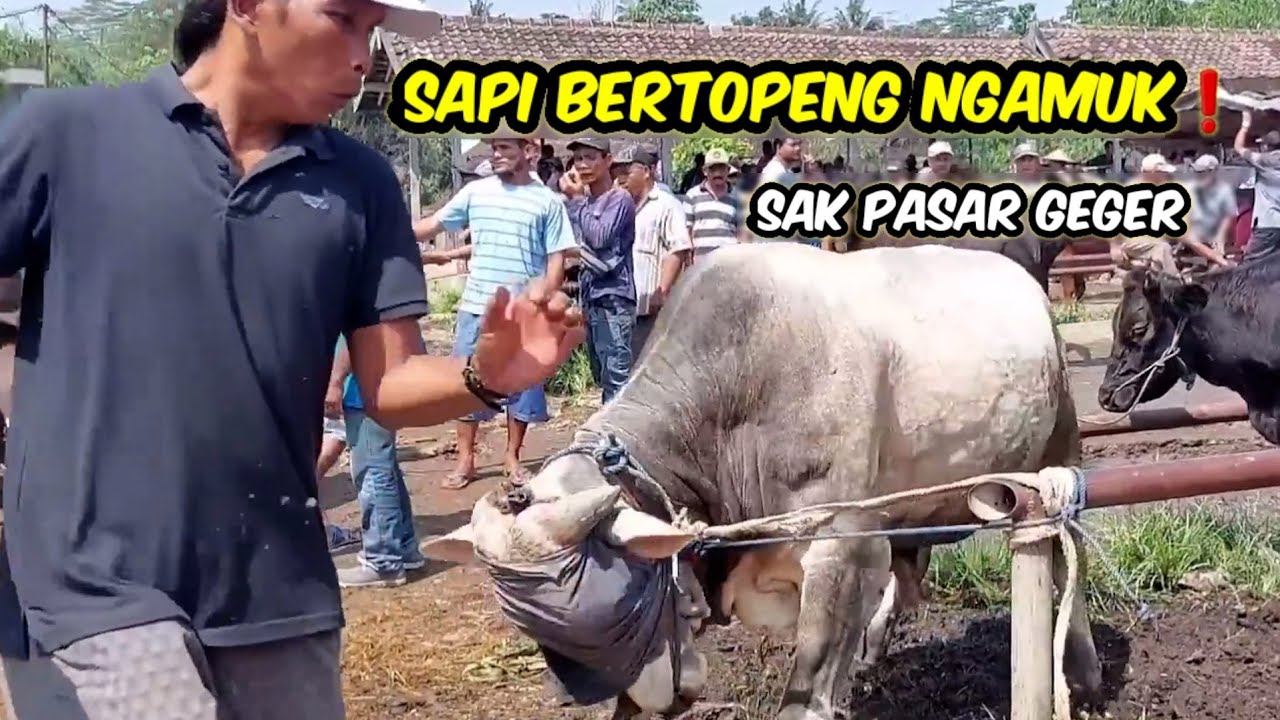 SAPI BERTOPENG NGAMUK❗️SAK PASAR GEGER