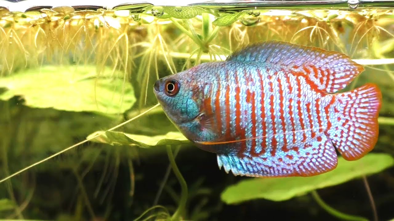 My Dwarf Gourami - Special Feeding Techniques