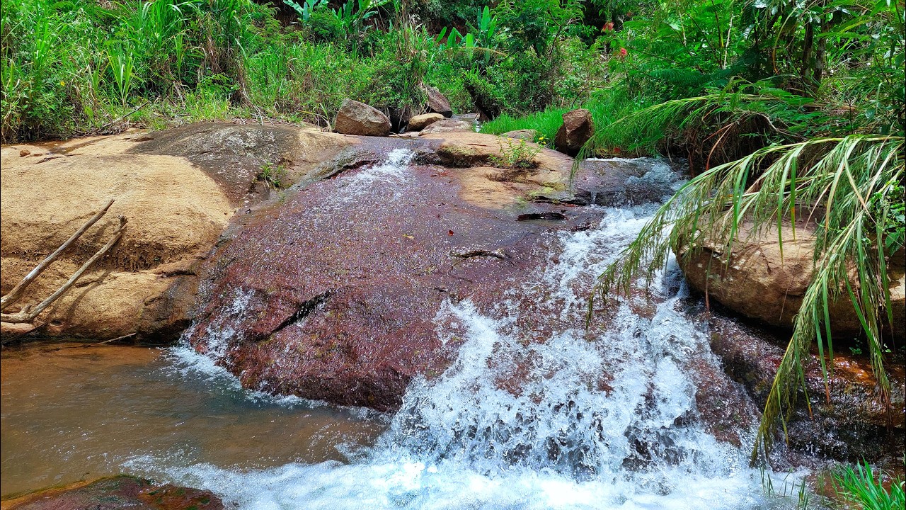 Relaxing, Sleeping and Studying with Soft River Cascade Sounds Flowing Through a Quiet Green Forest