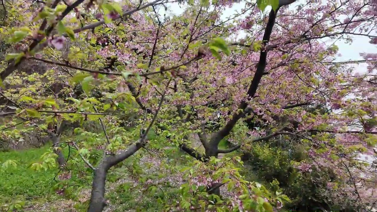 周防大島：小積の河津桜2026　海沿いと集落の河津桜散りはじめの葉桜