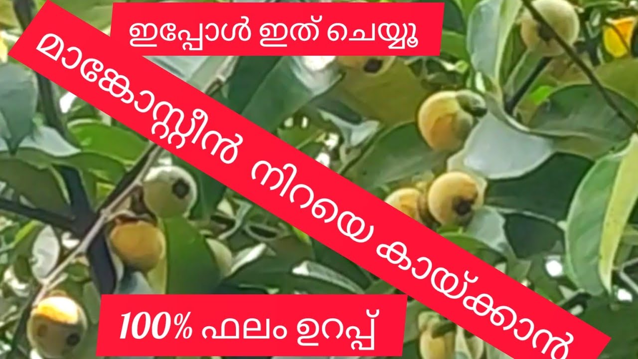 മാങ്കോസ്റ്റീൻ പ്ലാന്റിൽ നിറയെ കായ്ക്കണോ,  ഇങ്ങനെ ചെയ്യൂ |best fertilizer for mangosteen |Jees world