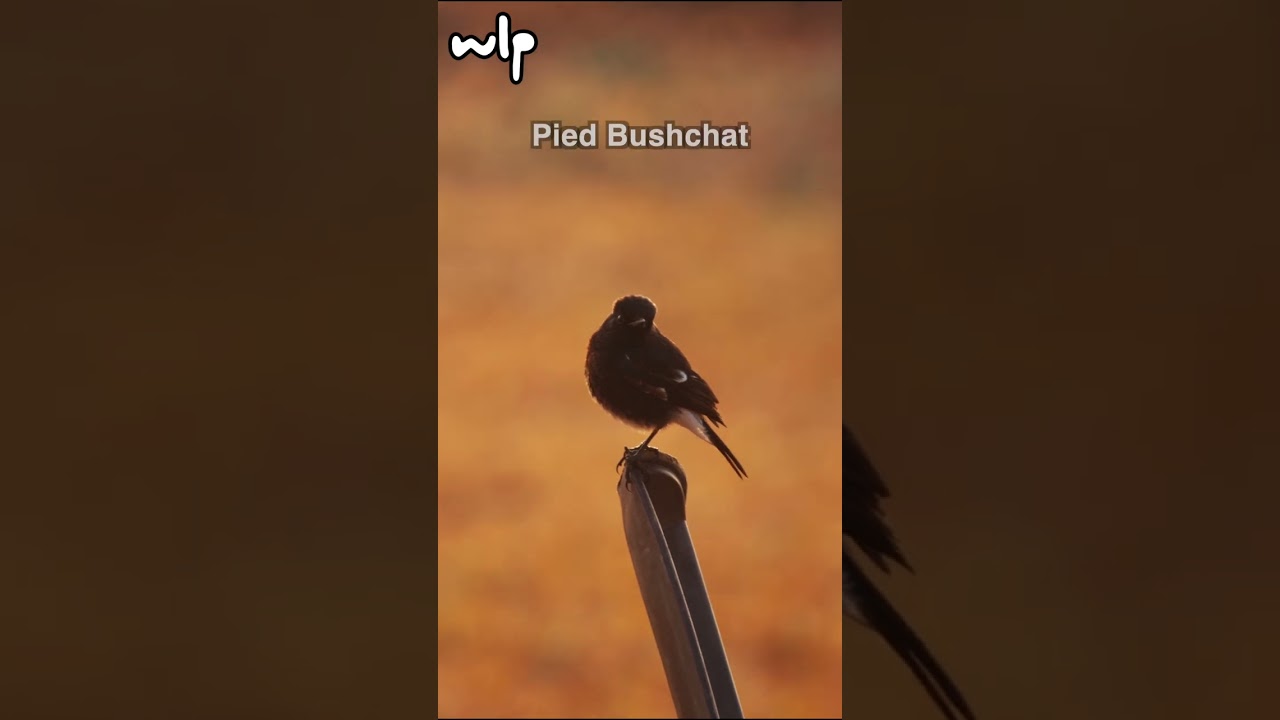 Birds in My Backyard | Backyard Bird Photography with Canon R6 Mark II + RF 800mm F11 | 9 Jan 2026