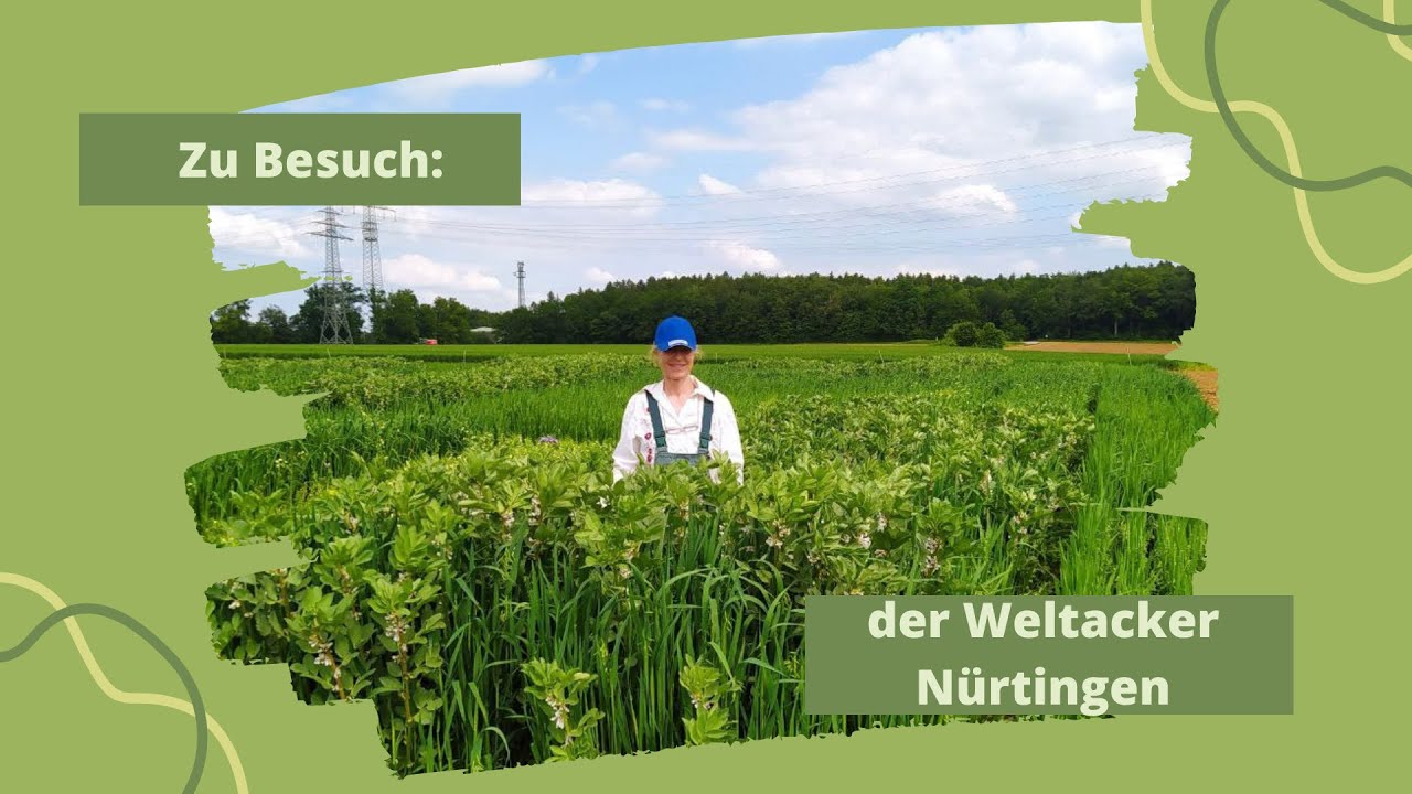 Mischkultur Hafer und Leguminosen: funktioniert's?