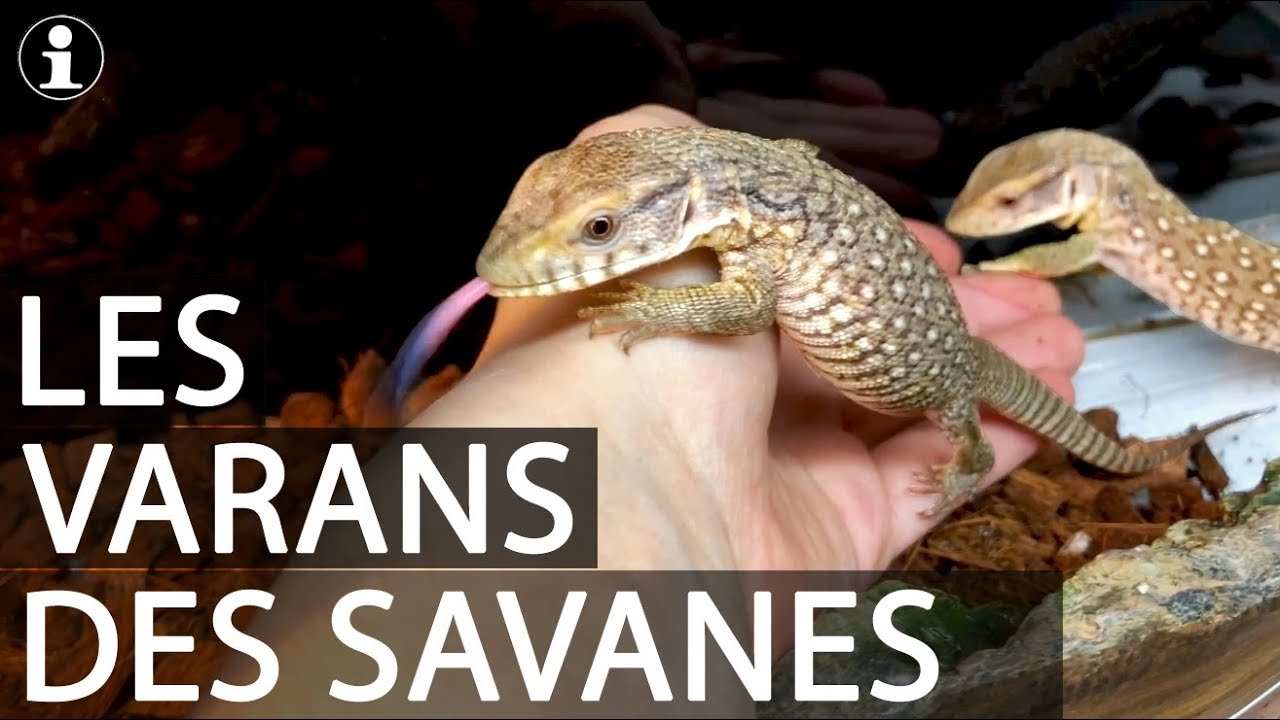 TUTO et PRESENTATION : varan des savanes (Varanus exanthematicus)