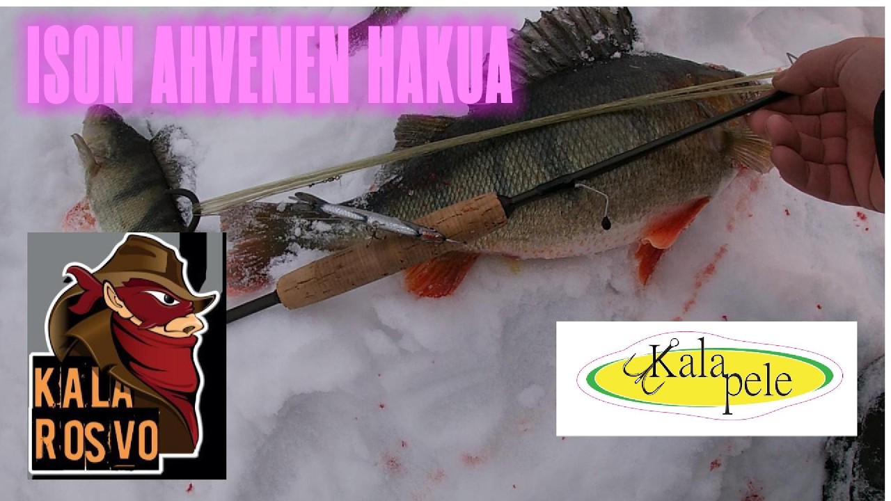 ison ahvenen etsintää