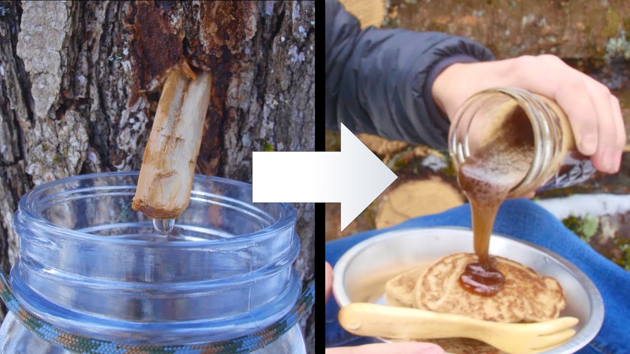Making Syrup From Sugar Maples — Forest Life Season 2 Ep. 15