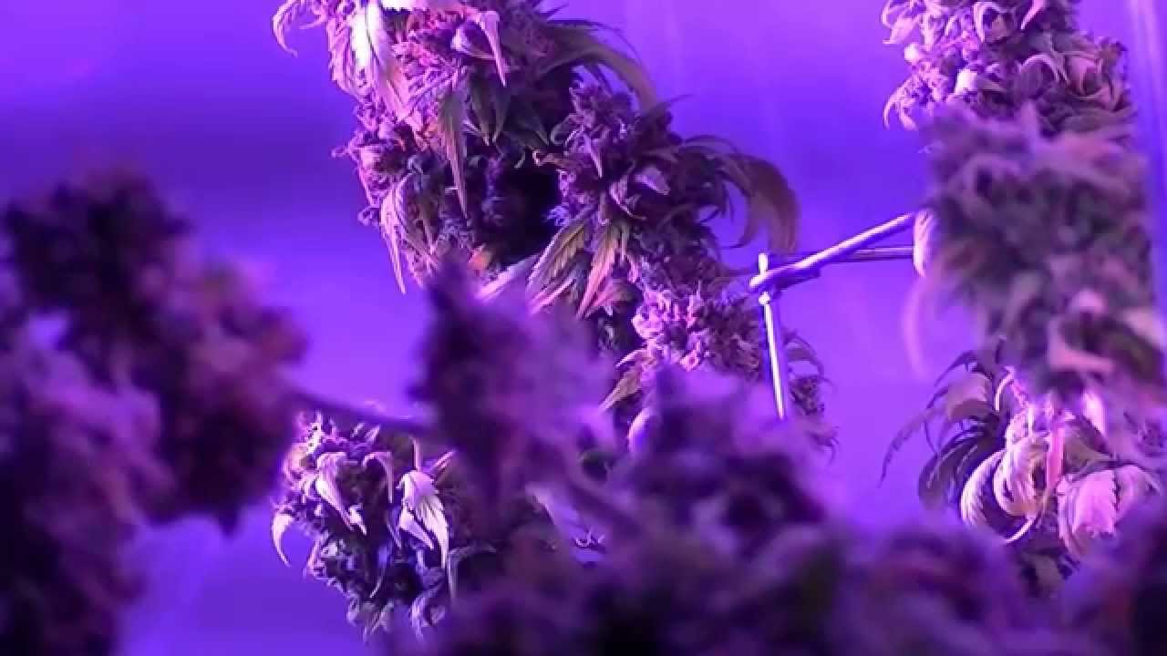 KingJohnC's Lush Lighting LED Dominator 2X Soiless Indoor Grow Journal and Review 2014-08-17