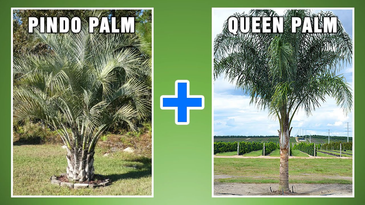 Super Simply Put: Palms - Mule palm and Washingtonia