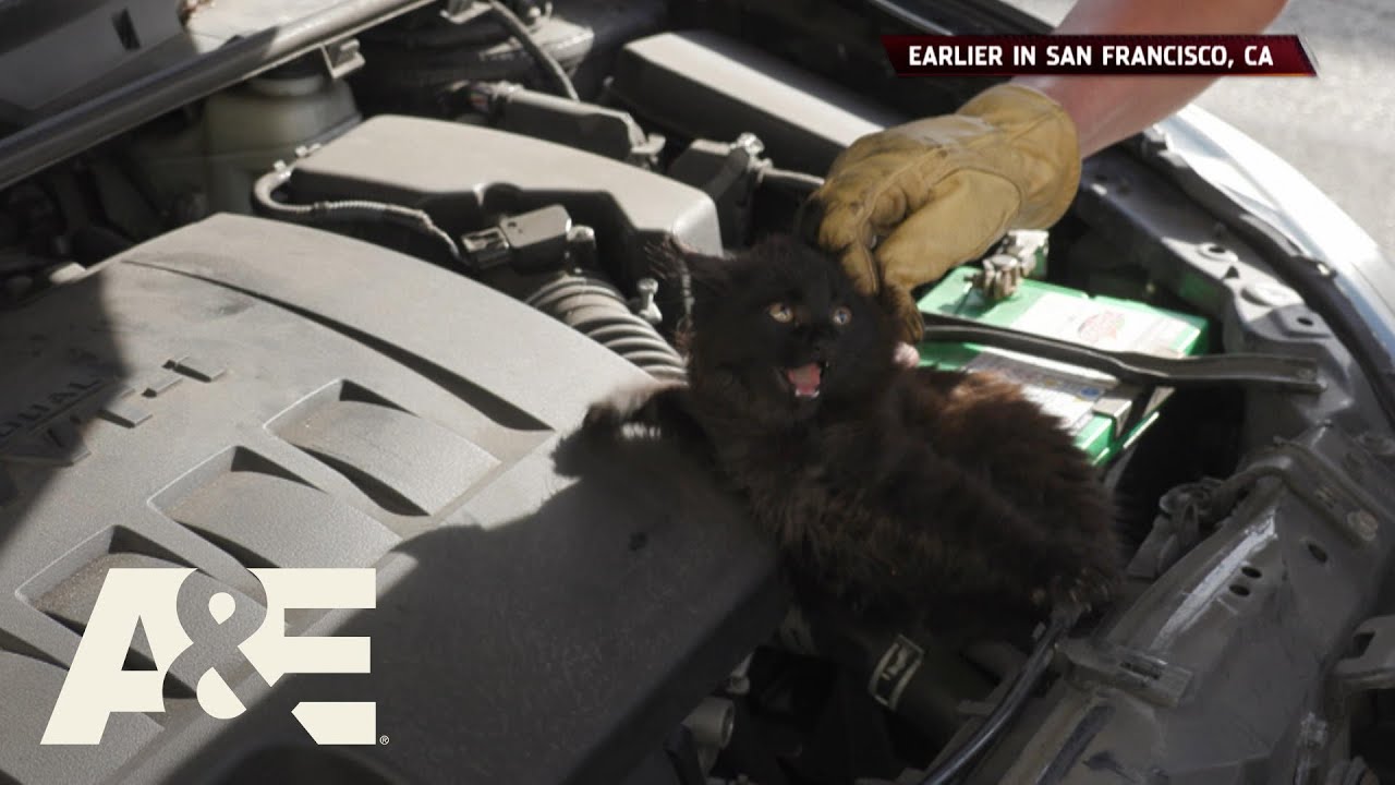 Live Rescue: Crazy Cat Stuck in Car Engine (Season 3) | A&E