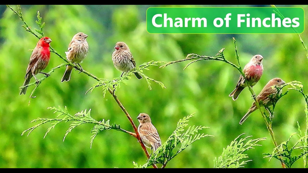 House Finch Flock Is a Charm of Finches