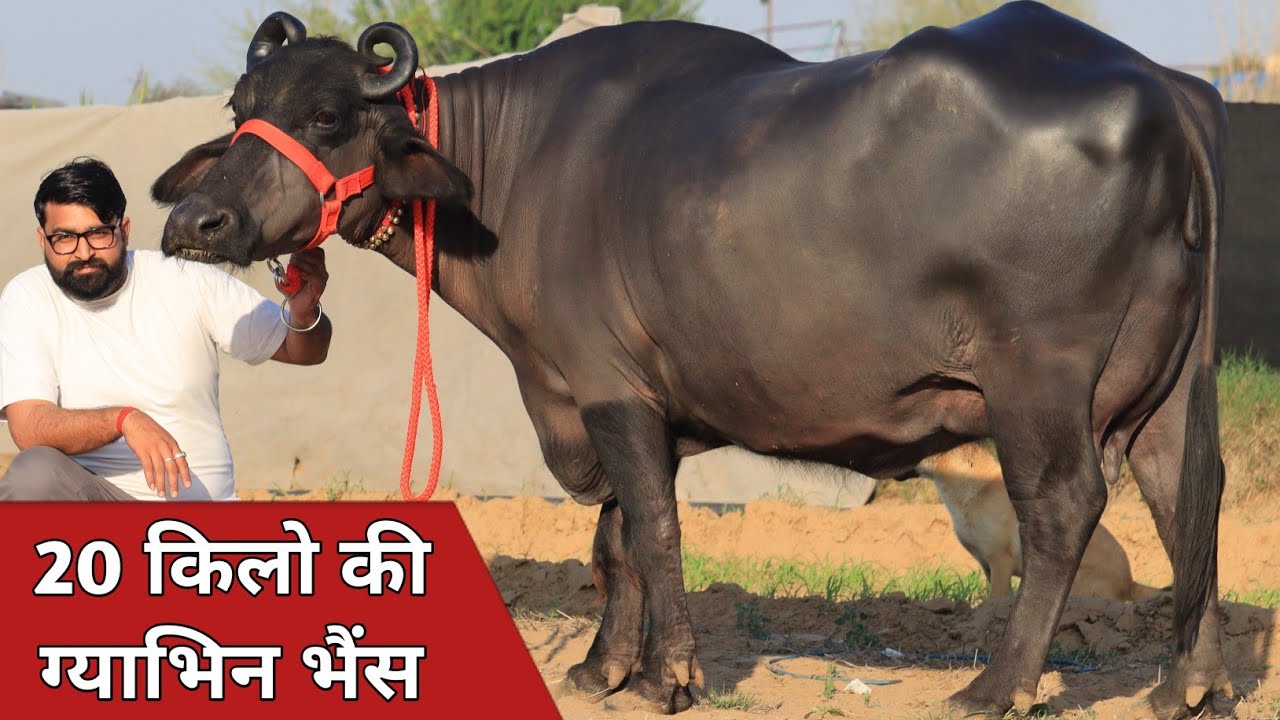 20 किलो की ग्याभिन भैंस, कांटे के तोल में बिक्री के लिए उपलब्ध || Rakesh Dairy Farm (9649275690)