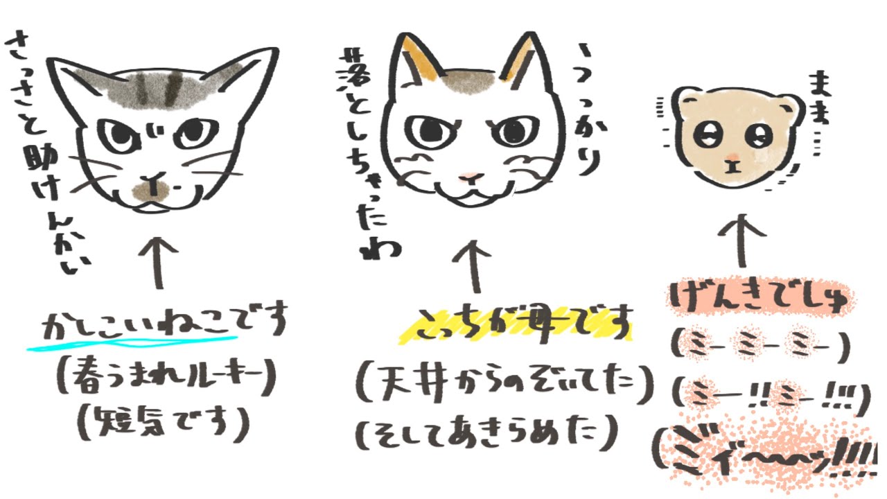 【#雑談】こねこちゃんのはなしを30分くらい #新人vtuber #湯楽めぐり #番台あふれ話