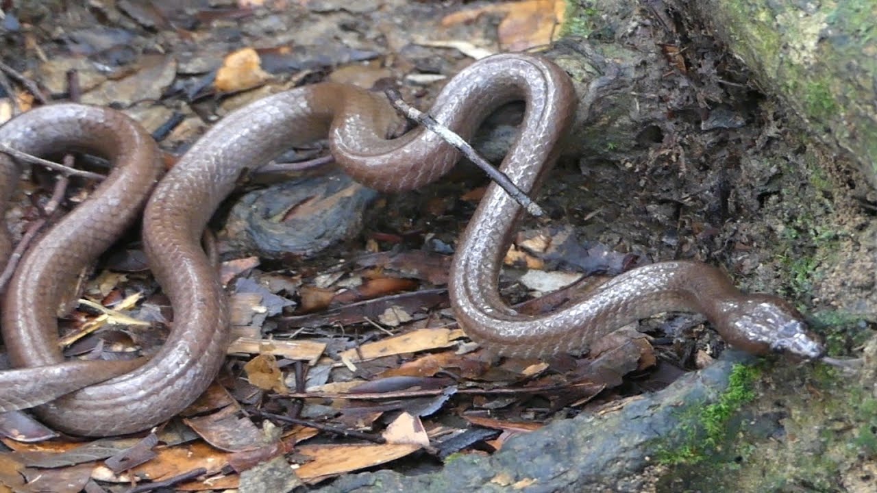 Brown wolf snake - Lycodon effraenis