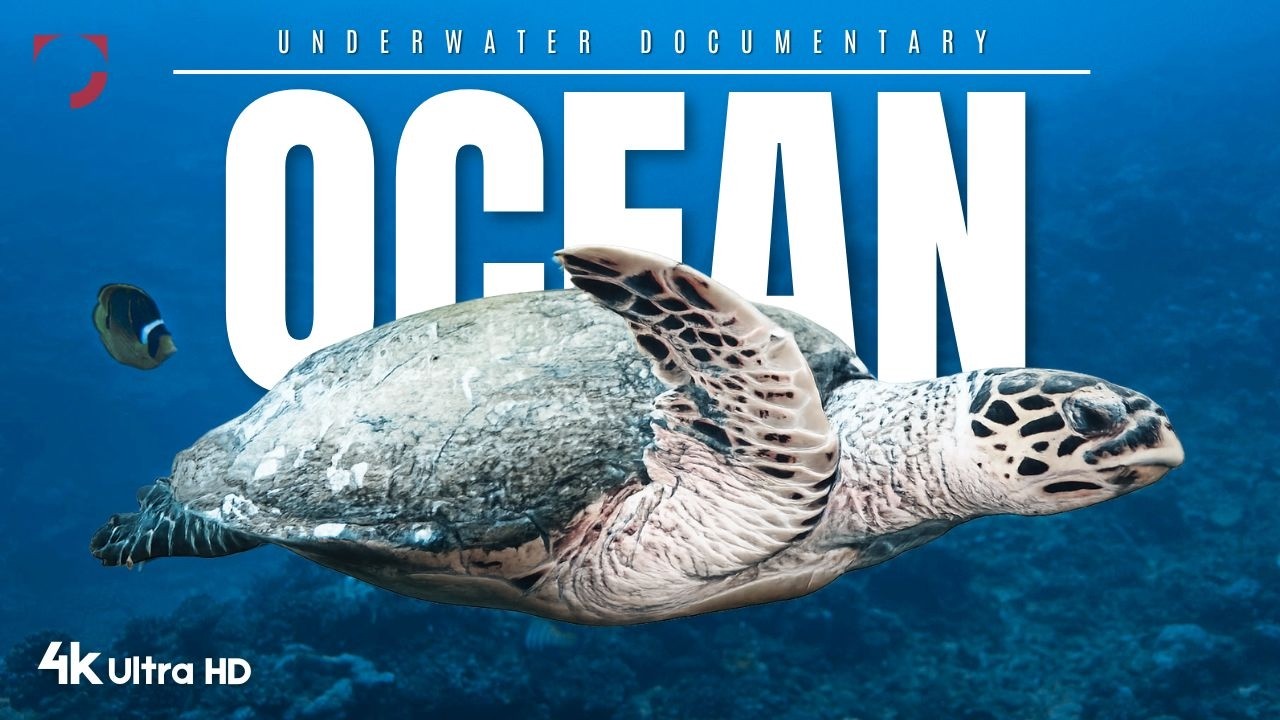 Ocean Life – Underwater Documentary | 4K 60FPS