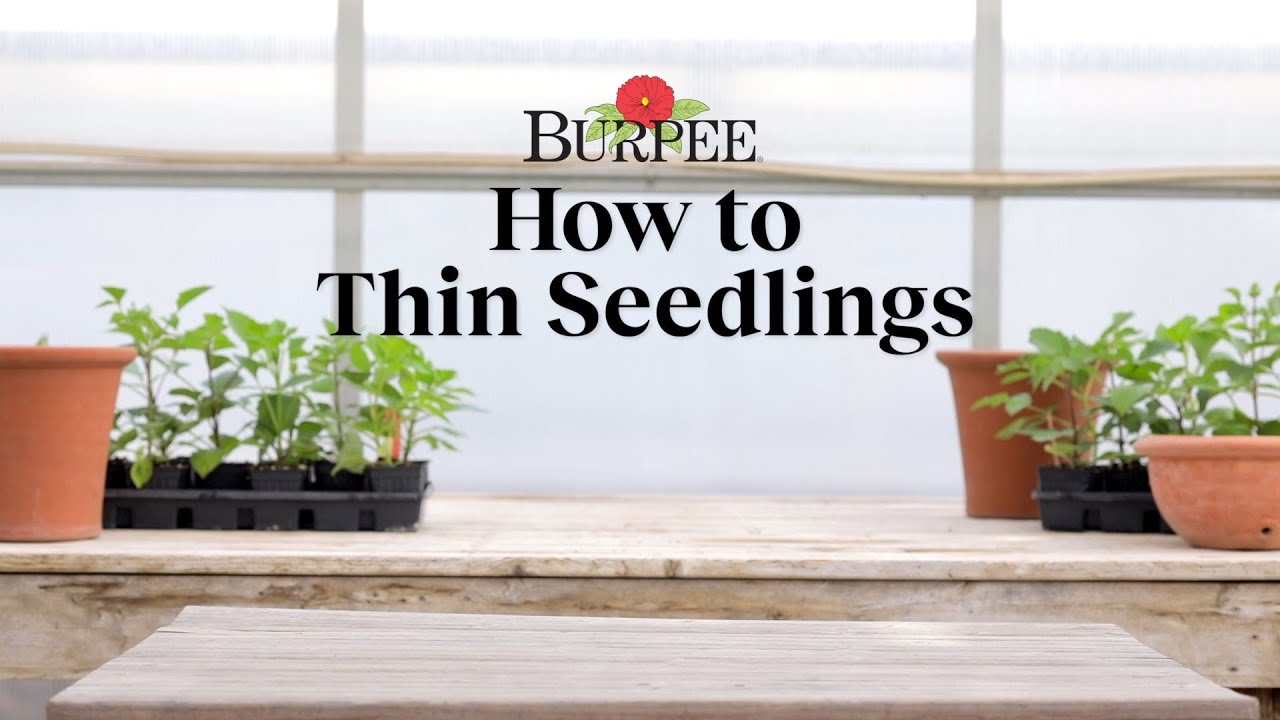 How to Thin Seedlings