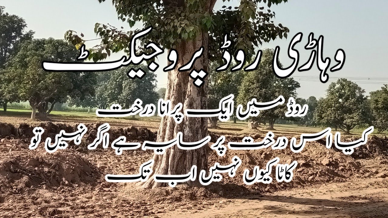 Multan Vehari road project | Horror Tree In road #multan #vehariroad #roadwork #project 