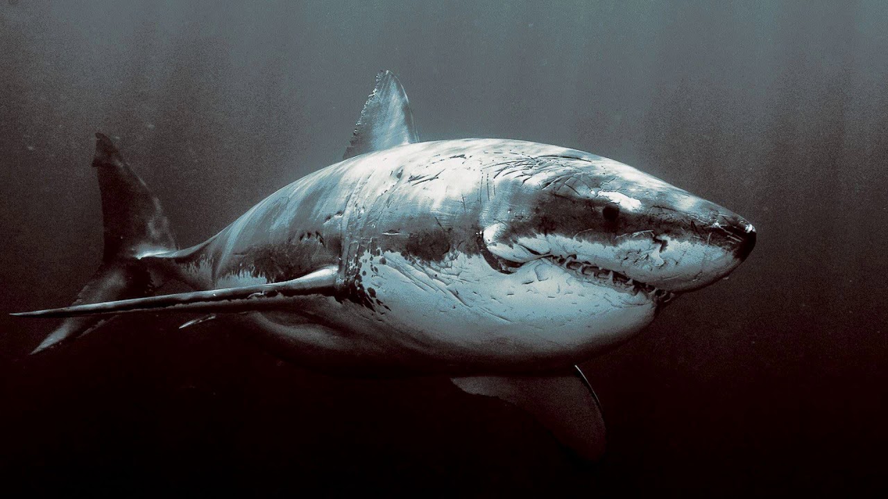 Monococ, Danny Wabbit - The Shark