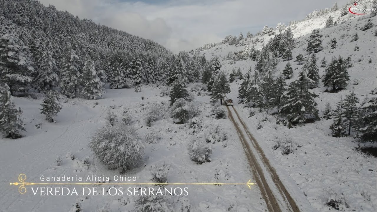 Trashumancia de Ganado Bravo Ganadería Alicia Chico