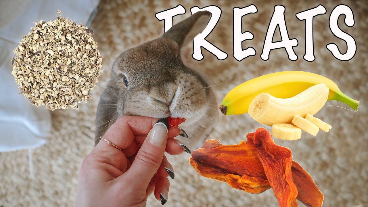The 5 Treats I Feed My Rabbit