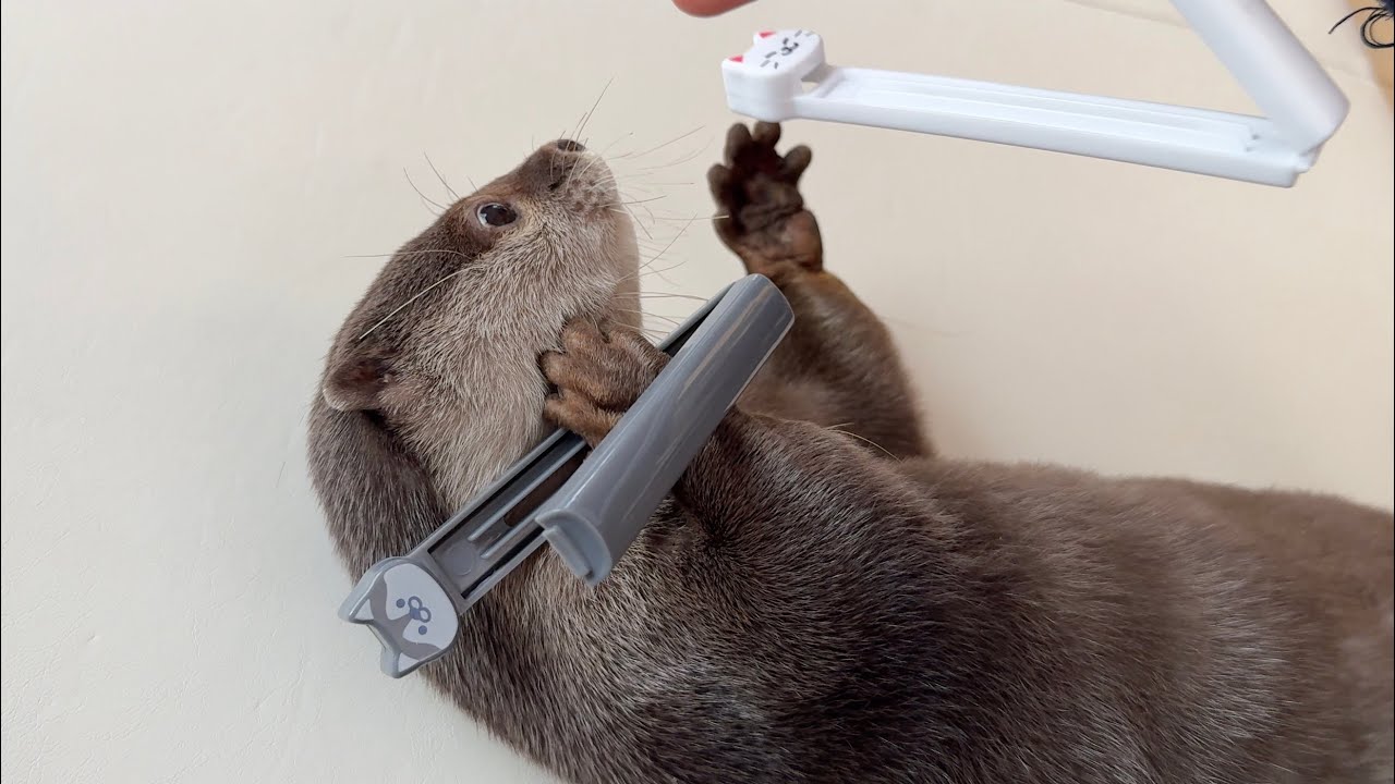 大興奮でラッコモードになるカワウソ、それを冷たく見つめる猫… The otter goes into otter mode with great excitement