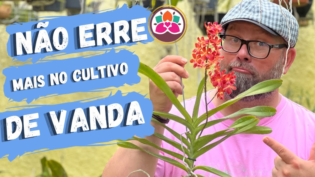 ORQUÍDEA VANDA: A maneira certa de cultivar