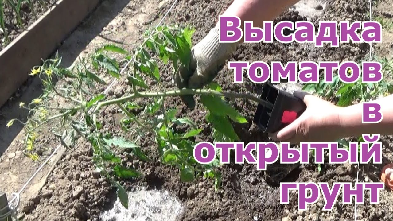 Высадка томатов в открытый грунт возле стен теплицы и на грядку.