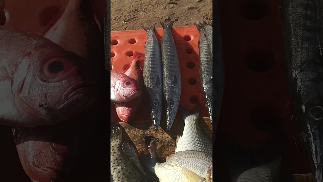 bismi fish