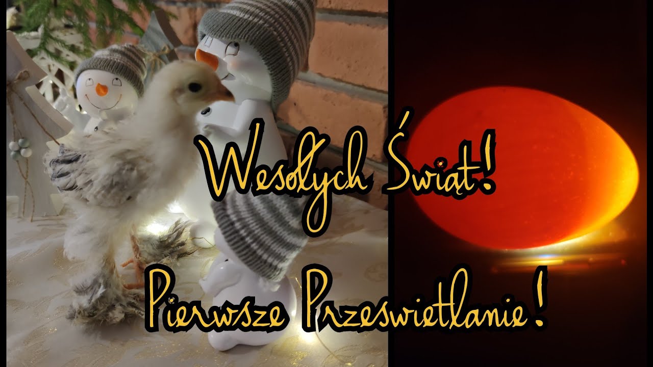 #3 Inkubator iKar - 7 dzień - PRZEŚWIETLANIE JAJEK 🥚🔦| Wesołych Świąt 😄🎄🎁❄🎅