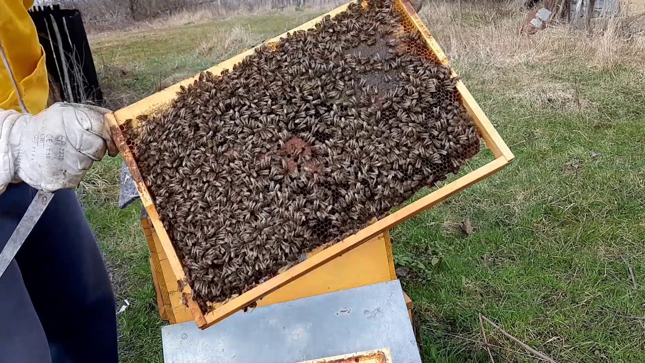 Včielky - DADANT - Komorovanie (zužovanie) plodiska