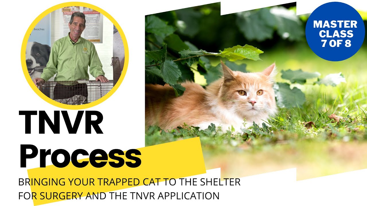 TNVR | Bringing Your Trapped Cat to the Shelter