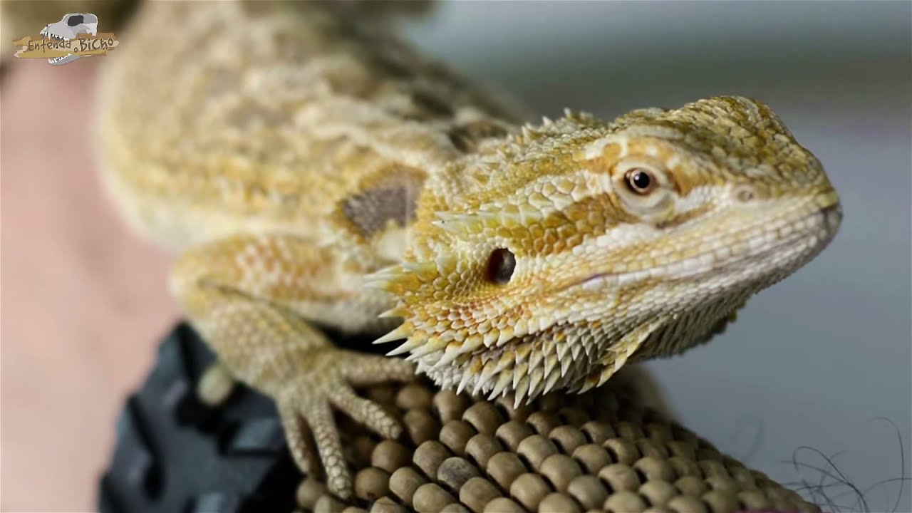 Pogona // ENTENDA O BICHO