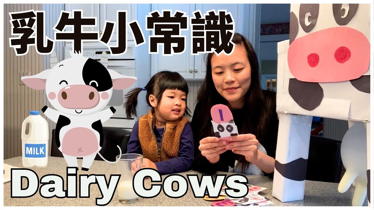 Dairy Cows & Where is milk from in Chinese?🐄 親子共學: 乳牛 🐄 | 優質幼兒學習影片