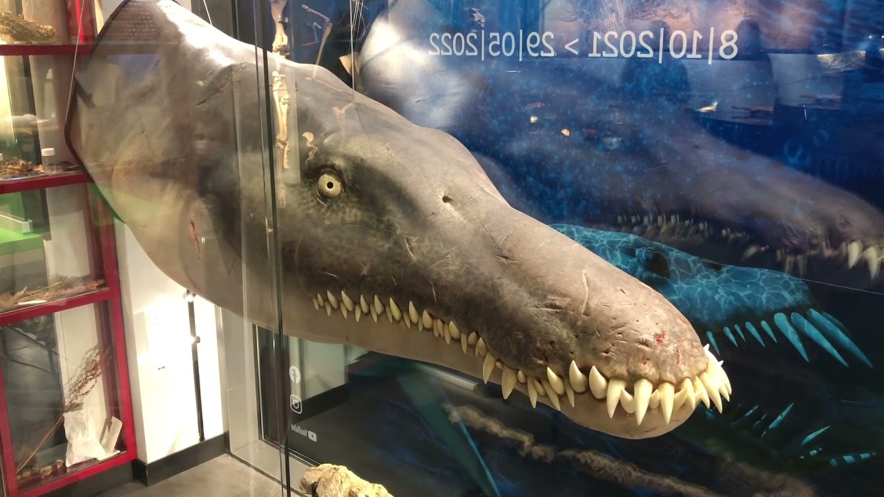 Lost Ocean MNHN Musée National d‘Histoire Naturelle