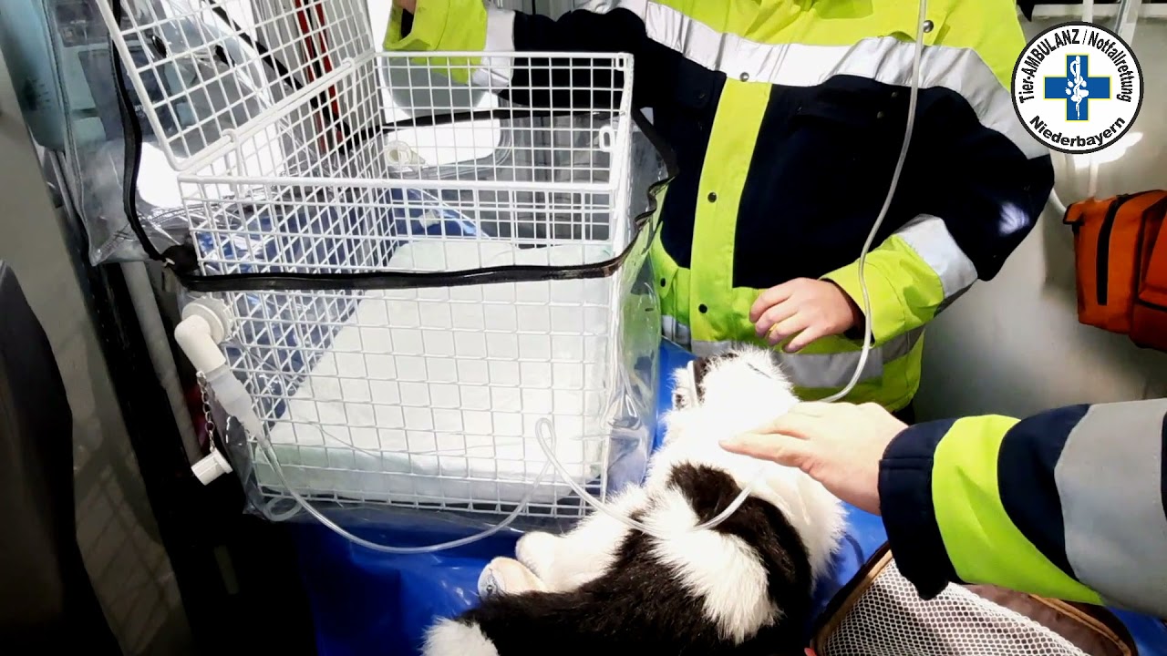 Lehrvideo Sauerstoffbox   Tierambulanz Niederbayern