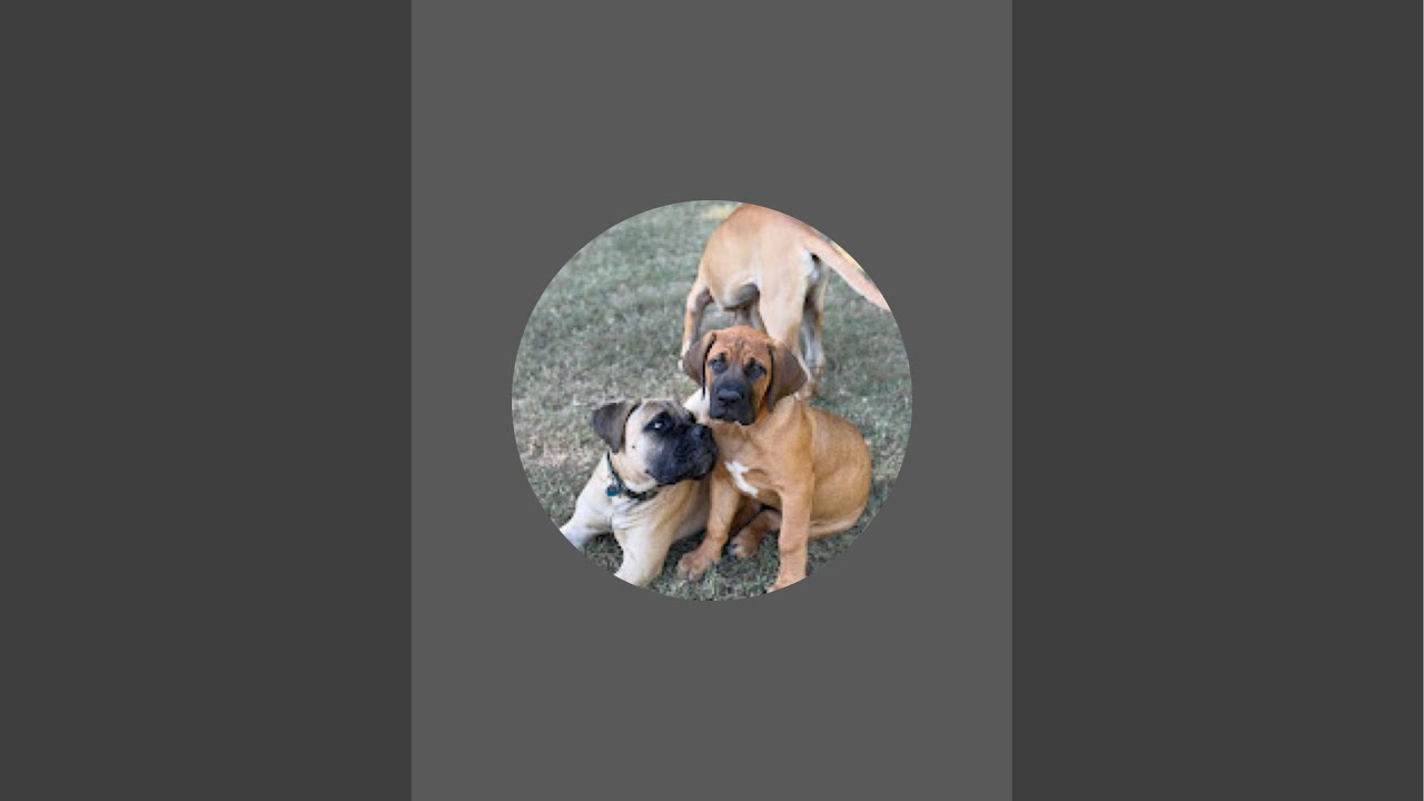 Romeo, the Mastiff.  is live!