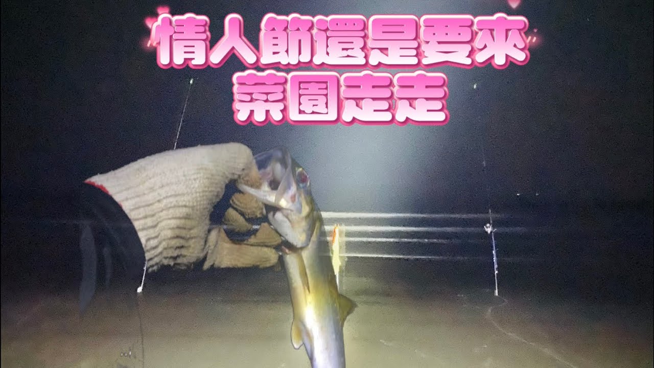 情人節還是要出征…菜園終於慢慢看到魚靠了！