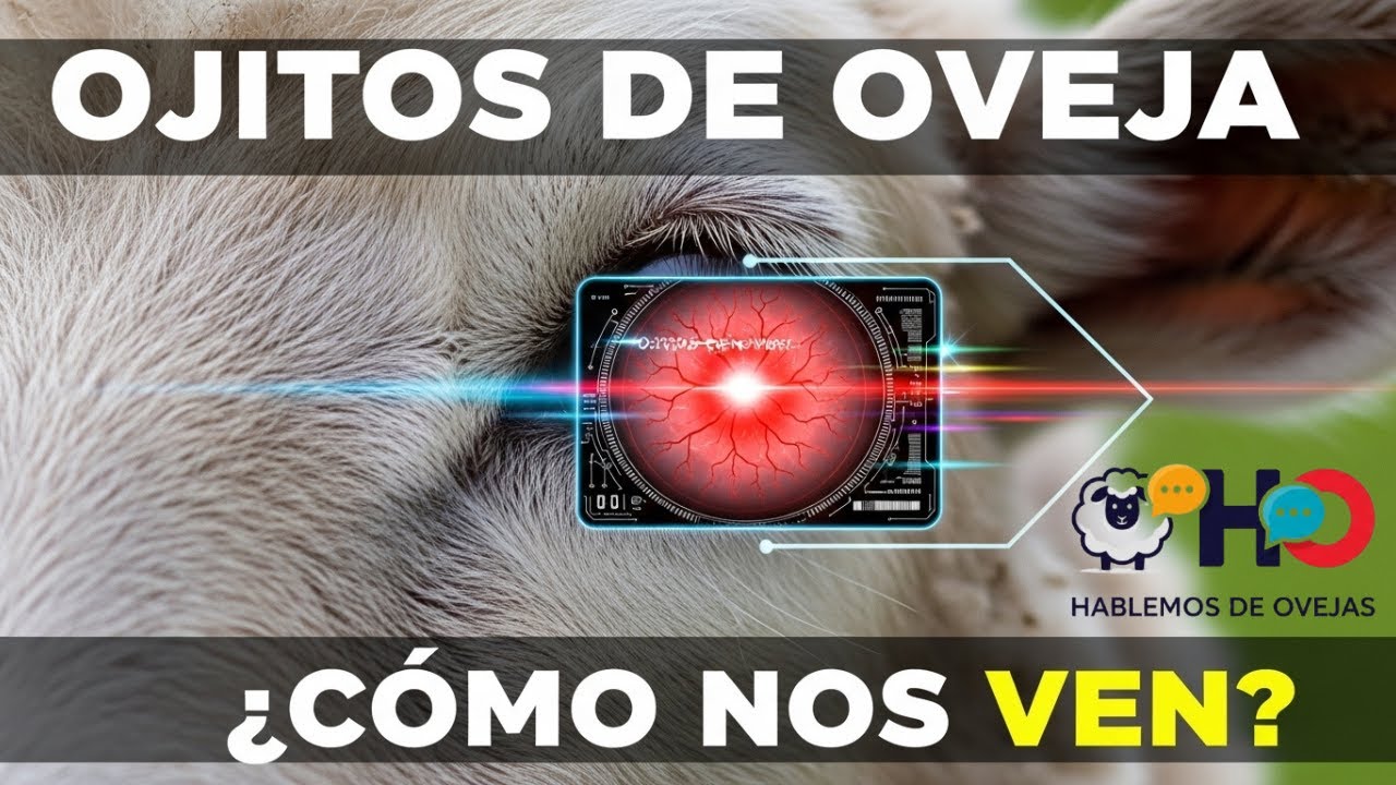 Ojitos de oveja