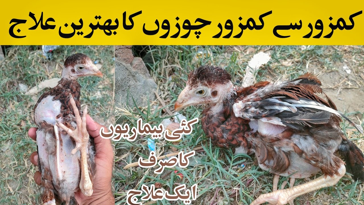 Kamzor se kamzor chozo ka elaj |Best treatment for weak chicks | Aamir rajpoot aseels