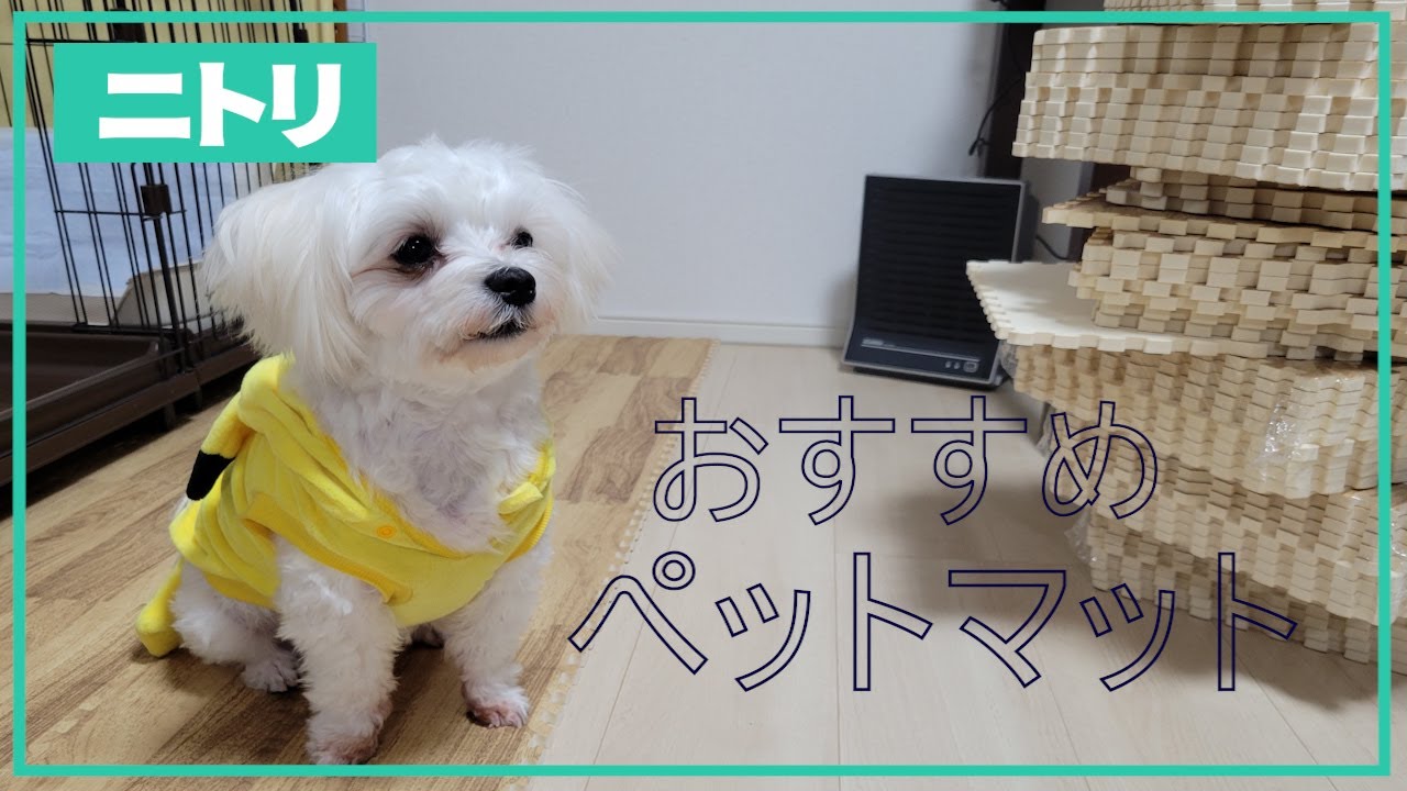 【ペット用マット】ニトリのジョイントマットに買い替えしてみた　#ジョイントマット　#犬