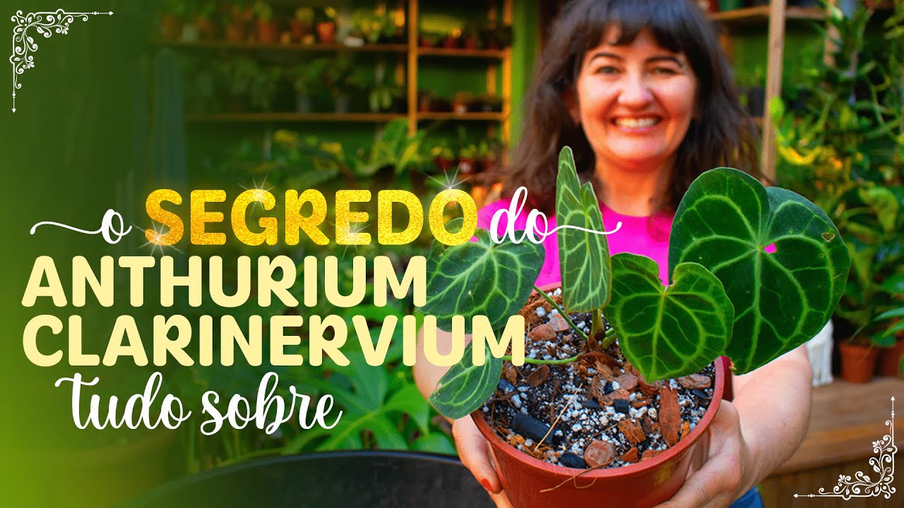 ANTHURIUM CLARINERVIUM todos os cuidados